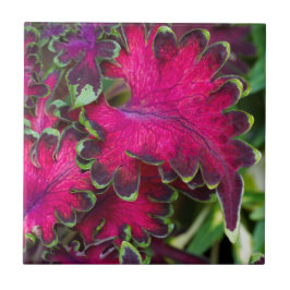 Coleus Macro Fliese