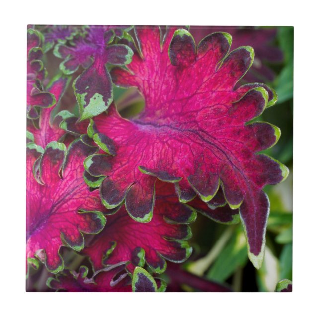 Coleus Macro Fliese (Vorderseite)