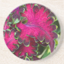 Coleus Macro Getränkeuntersetzer