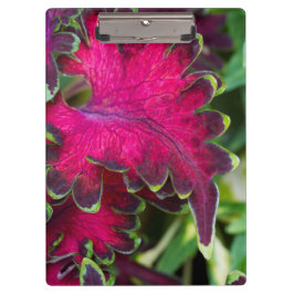 Coleus Macro Klemmbrett