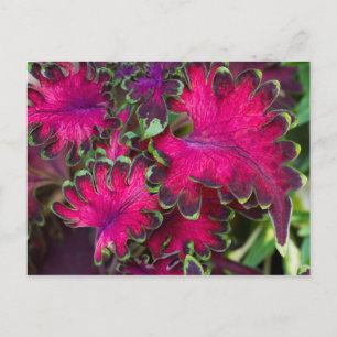 Coleus Macro Postkarte