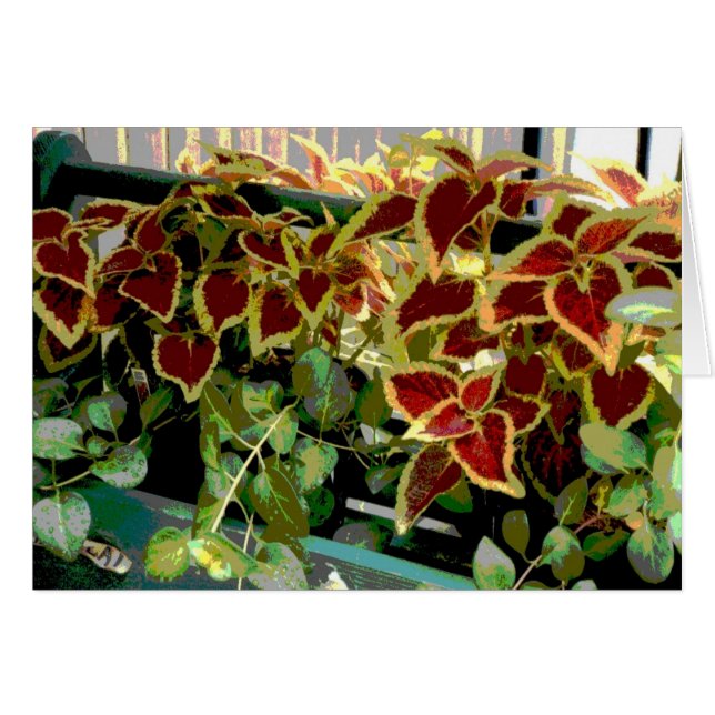 Coleus Pflanze (Vorderseite (Horizontal))