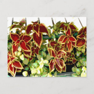 Coleus Pflanze Postcard Postkarte