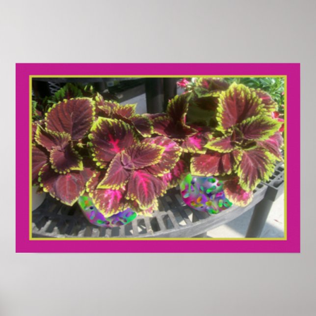 Coleus Pflanze Poster (Vorne)