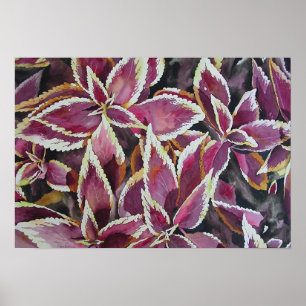 Coleus Poster