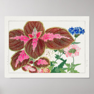 Coleus, Verbena, Tanigami Konan Poster