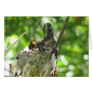 Colibri