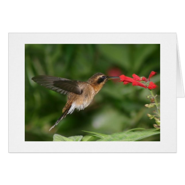 Colibri (Devant horizontal)