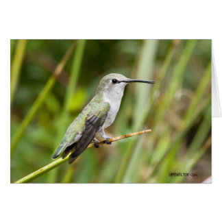 Colibri 069