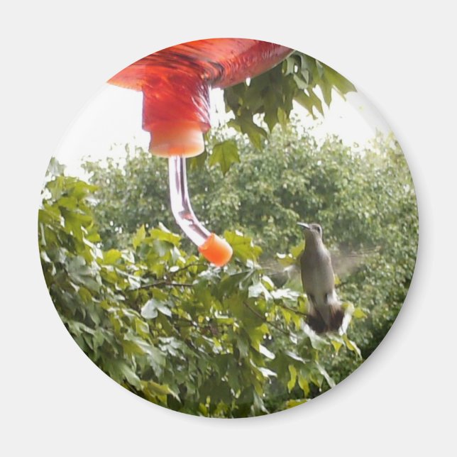 Colibri 2, aimant (Devant)