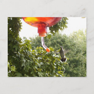 Colibri 2, Carte postale