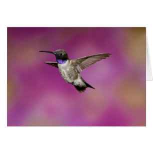 Colibri à gorge noire, Archilochus