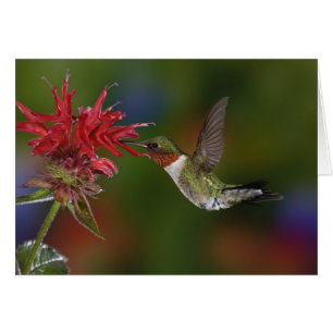 Colibri à gorge rubis mâle