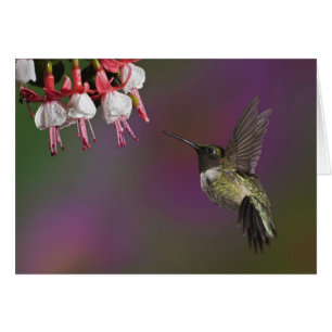 Colibri à gorge rubis mâle