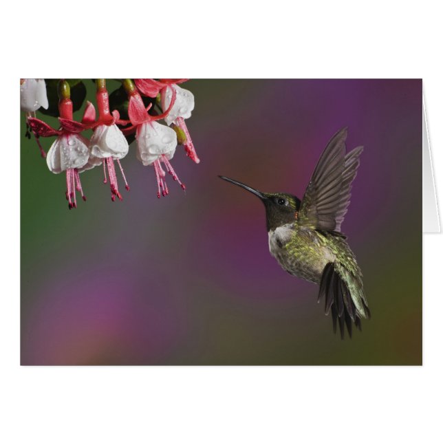 Colibri à gorge rubis mâle (Devant horizontal)
