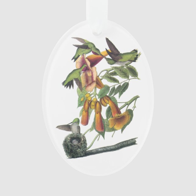 Colibri à gorge rubis par Audubon (devant)