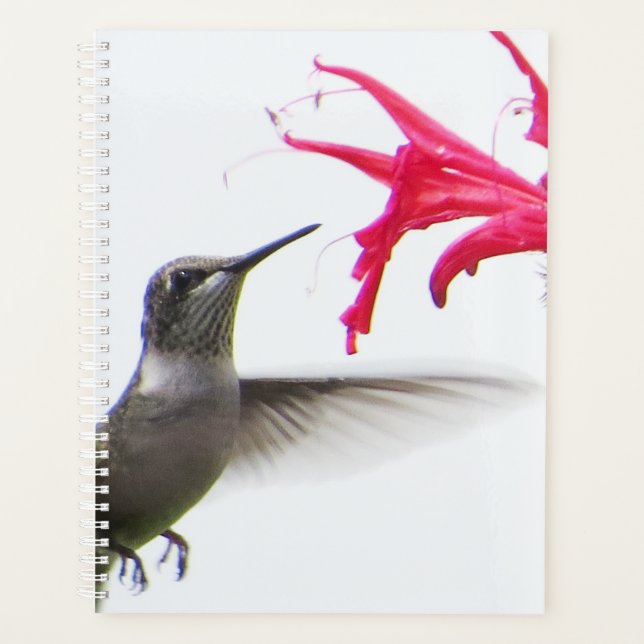 Colibri à Monarda (Devant)