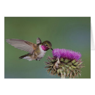 Colibri à queue large, Selasphorus