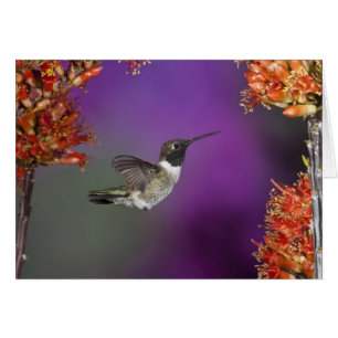 Colibri, Archilochus alexandri,