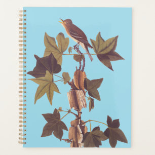 Colibri Audubon Traill