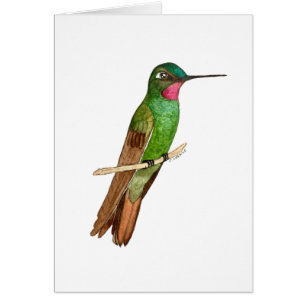 Colibri brésilien de rubis