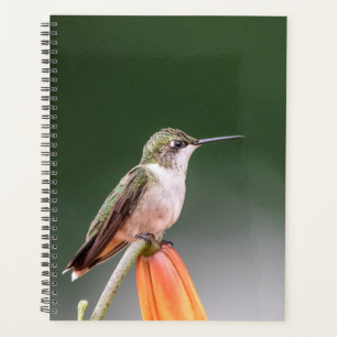 Colibri dans la vallée de l'Hudson 2024