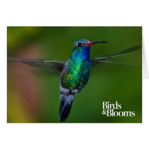 Colibri de flottement