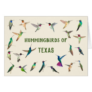 Colibri du Texas