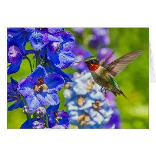 Colibri Et Delphinium