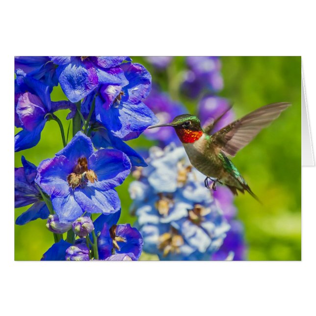 Colibri Et Delphinium (Devant horizontal)