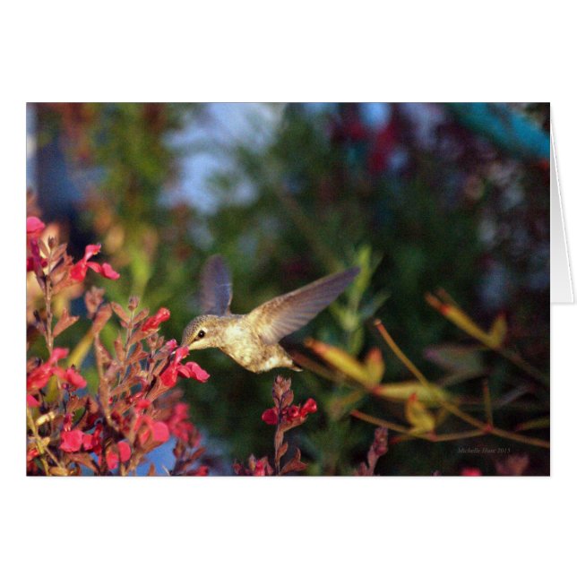 Colibri Et Fleurs (Devant horizontal)