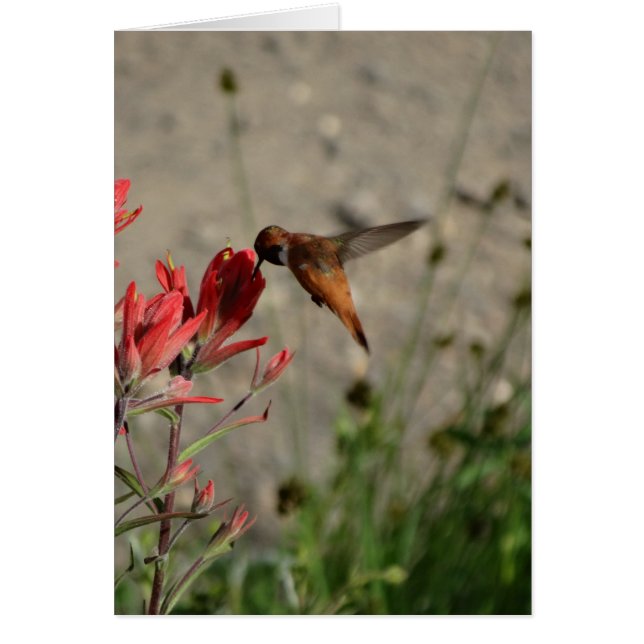 Colibri fleur sauvage rouge (Devant)