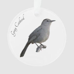 Colibri gris