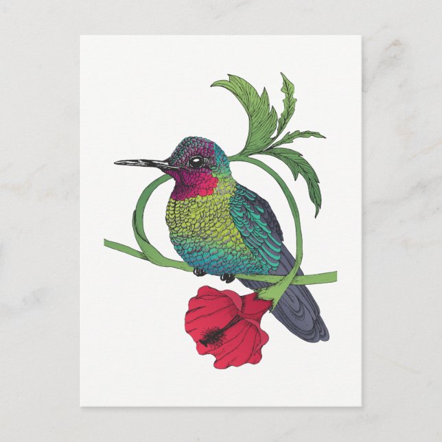 Colibri Illustration Postkarte (Vorderseite)