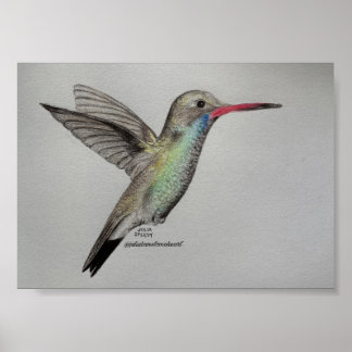 Colibri - Impression