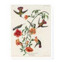 Colibri Mango par Audubon Poster
