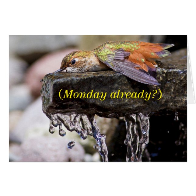 Colibri posé dans l'eau (Devant horizontal)