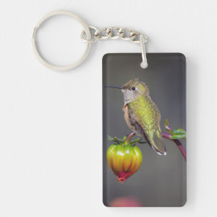 Colibri posé sur un bouton de fleur