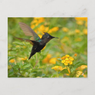 Colibri Postkarte