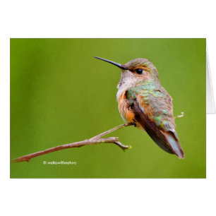 Colibri roux assis en Californie Lilac