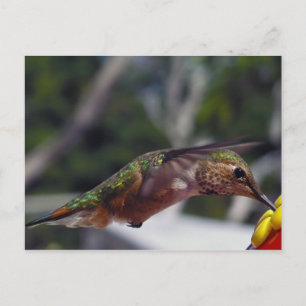Colibri roux - Carte postale