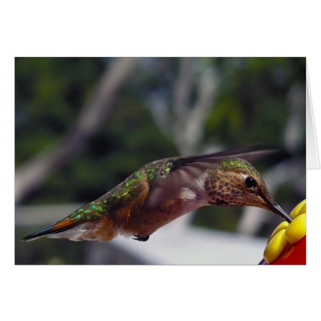 Colibri roux - Cartes photos (Devant horizontal)