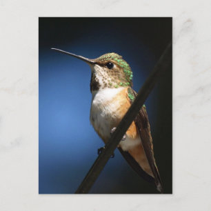 Colibri roux - Cartes postales