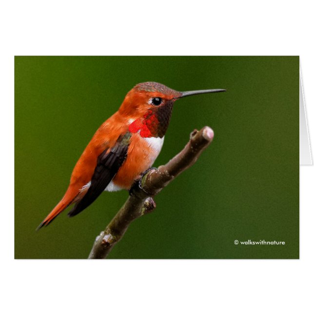 Colibri roux étonnant sur la branche cerise (Devant Horizontal)