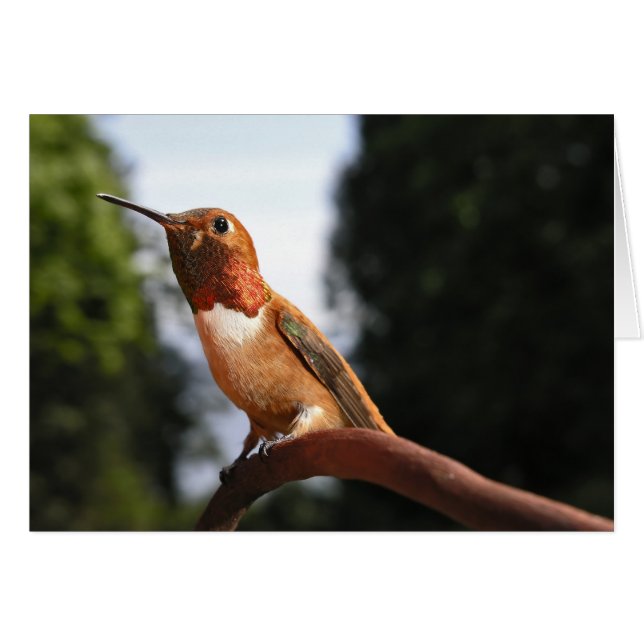 Colibri roux mâle - Cartes (Devant horizontal)