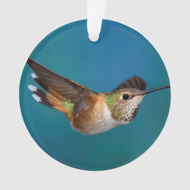 Colibri Rufous (devant)