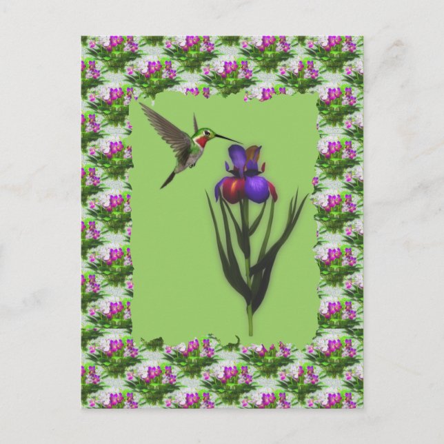 Colibri Sur Carte Postale Iris Flower (Devant)