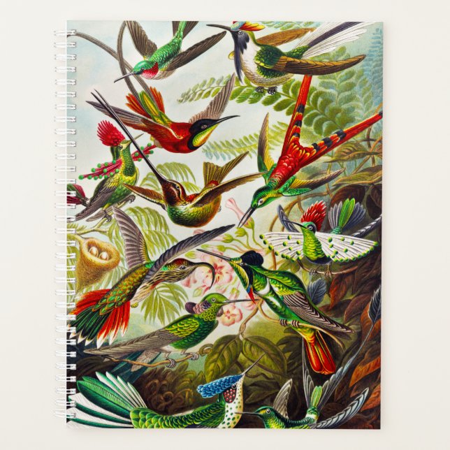 Colibri vintage par Ernst Haeckel (Devant)