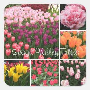 collage autocollant pour tulipes Skagit Valley, WA