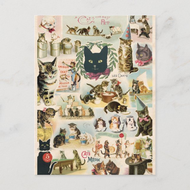 Collage Chats Postkarte (Vorderseite)